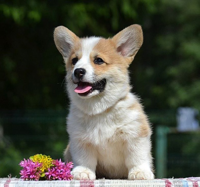 Продаются щенки породы Вельшкорги Пемброк девочки.Ро?...