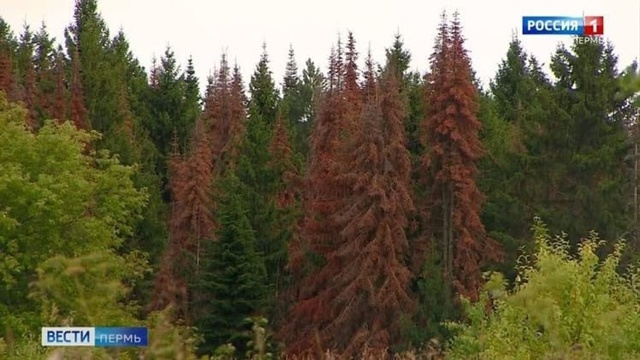 Жук-полиграф захватил новые территории в Чайковском
Р...