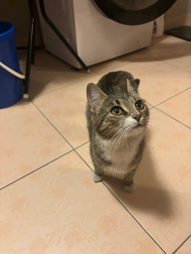 Отдадим кошку в хорошие руки. Нашли на обочине дороги, ?...