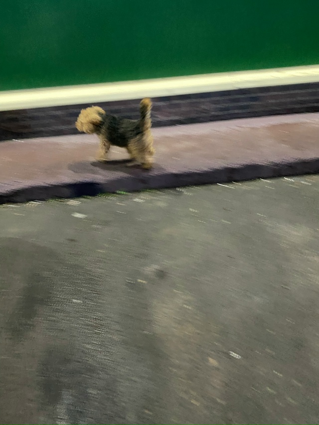 Чья пропажа? В районе фауны носится, по дороге бегает, в...