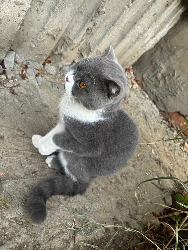 Чей кот? Может кто хочет забрать, очень ласковый