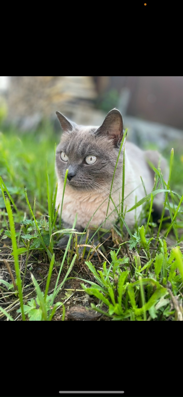 Пропала кошка, по кличке Боня! В районе Гайдара, 18. Если ...