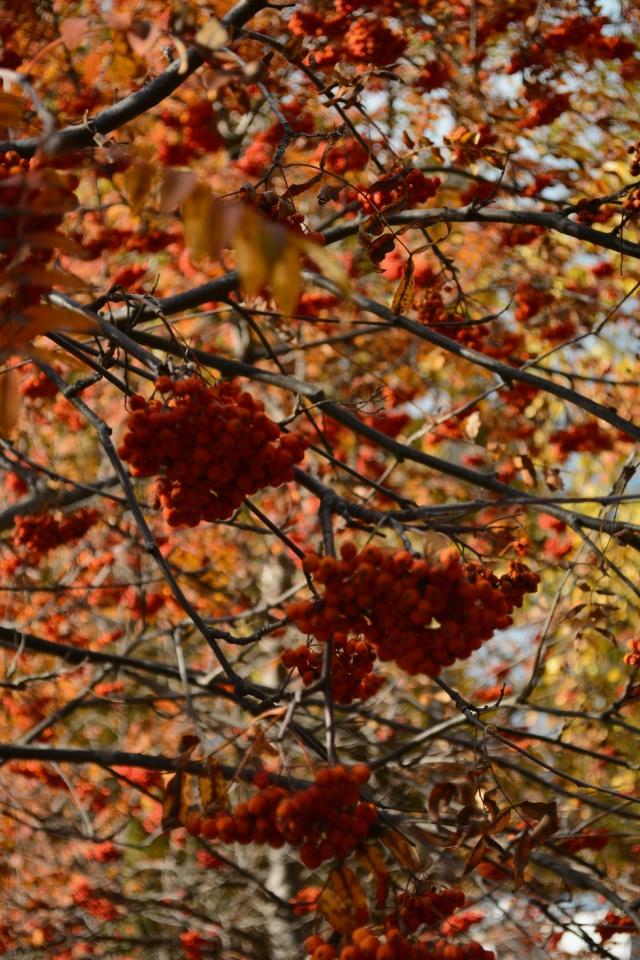 Уваровский район.