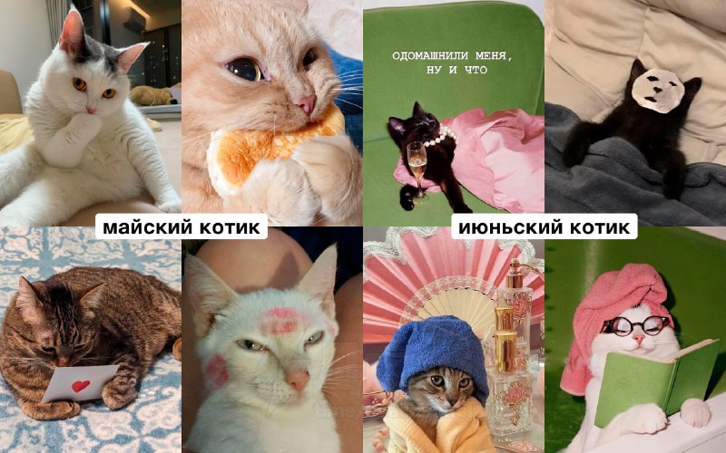 Российский астролог рассказал, какой вы… котик по месяцу рождения
Ищем себя, кидаем друзьям