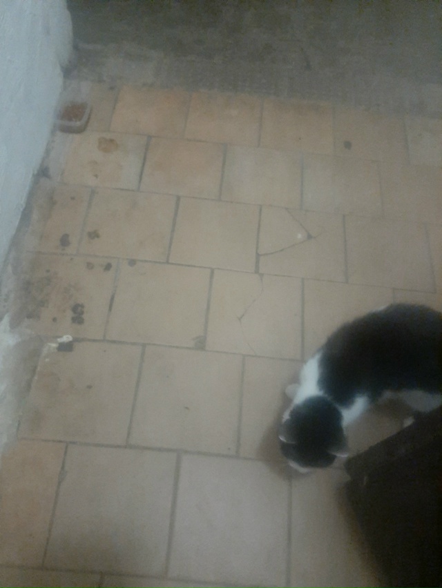 Хозяин найдись)покормили, очень ласковый или ласковая)...