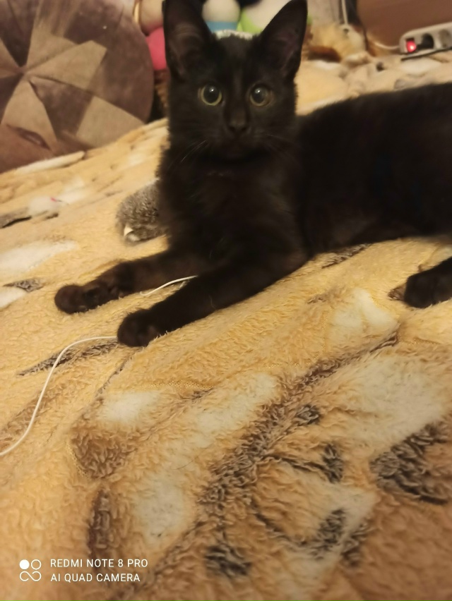 Нашли мы его на улице.
Он ручной, хороший,добрый котено...