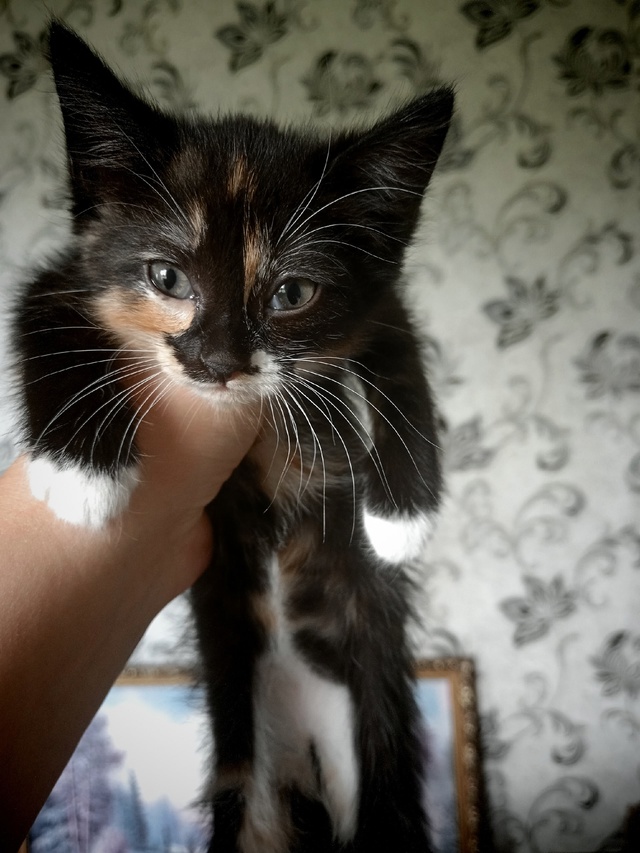 Отдам котят в добрые руки