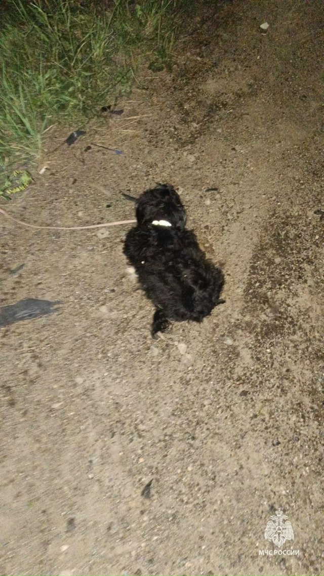 ?В Башкирии пожарные спасли раненую в ДТП собаку
Пож?...