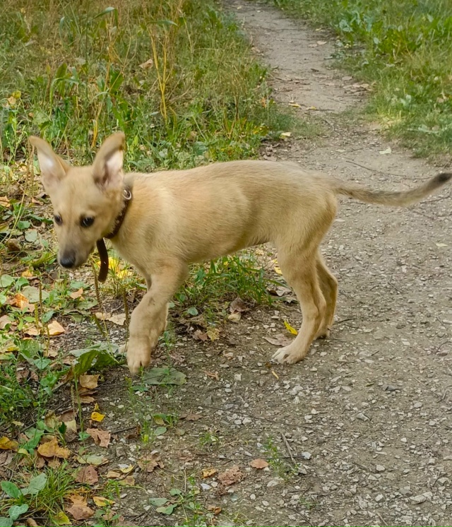Прекрасный щенок Лея очень ждëт ответственных хозяев....