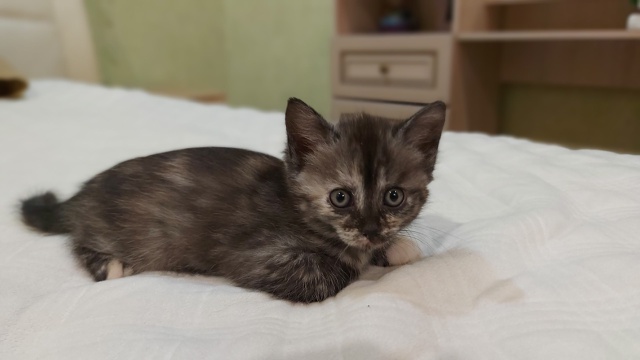 Отдадим котят в добрые руки🙌
1,5 месяца, живут с мамой. ?...