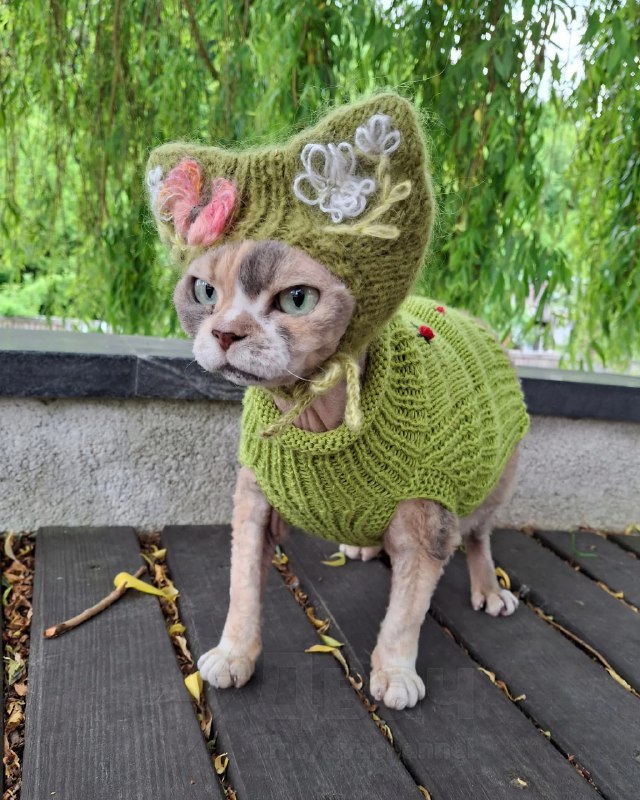 У любителей кошек новый тренд — вязаные шапочки для питомцев
Хозяева делают шапки с ушками, чтобы к