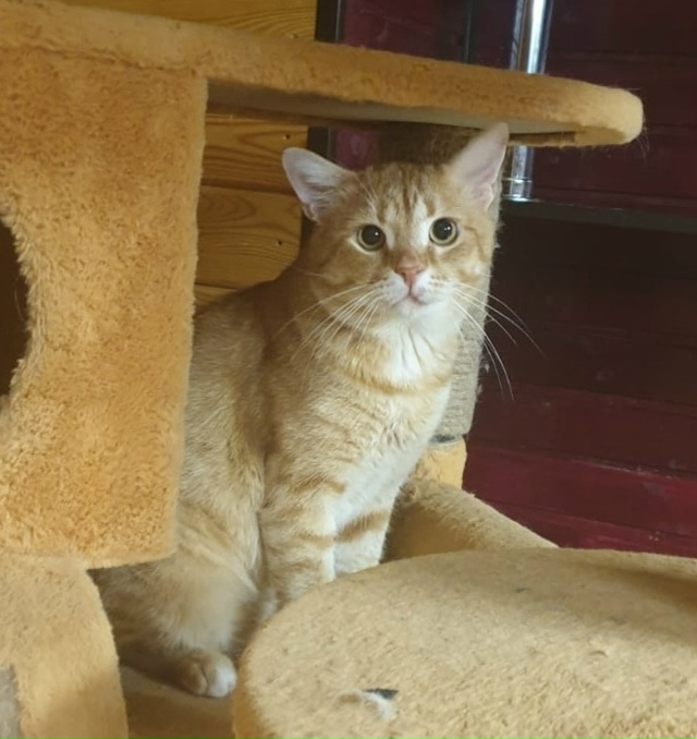 СИМБА в поиске нового дома‼️
🐈 Большой, красивый, ярк...