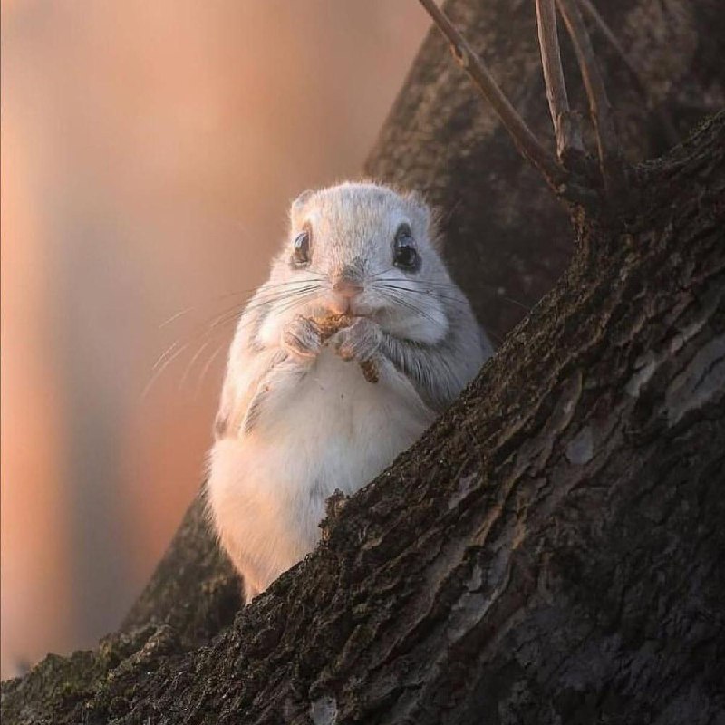 Милота дня: фотографу удалось заснять сибирскую белку-летягу.
Обычно скрытное животное выбралось и