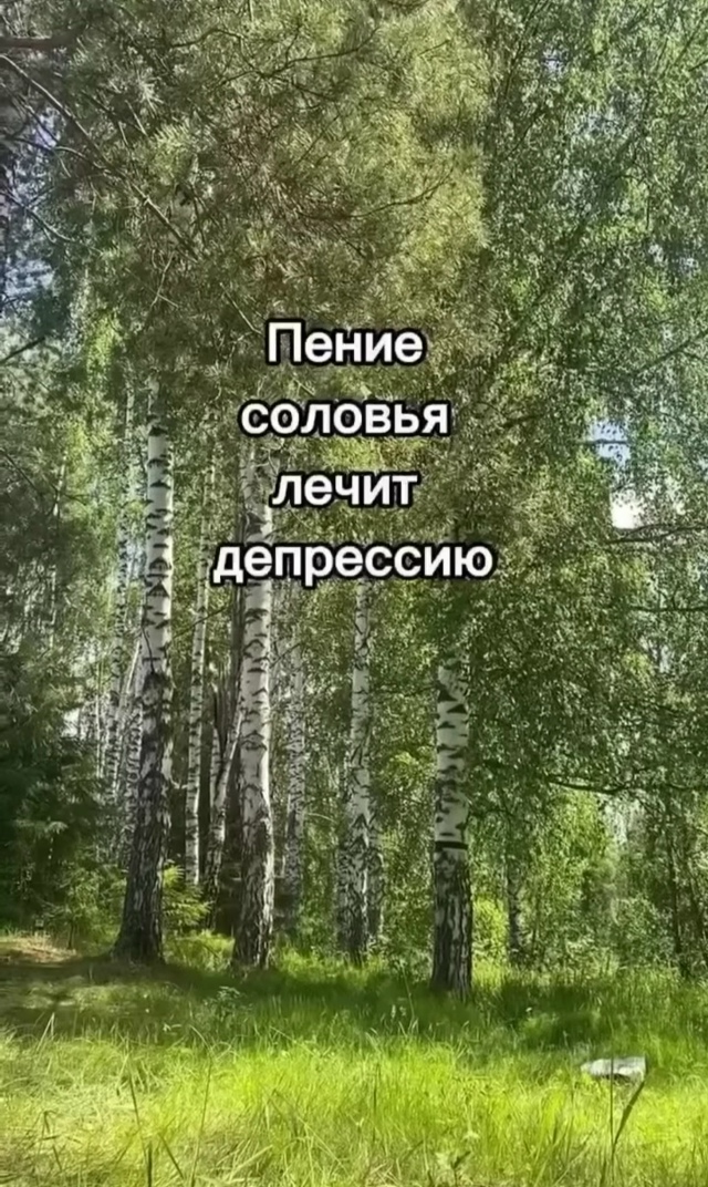 Пение соловья создает атмосферу покоя и гармонии, помо...