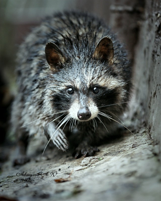 Новость из подмосковного Сафари‑парка: сегодня тут ст...