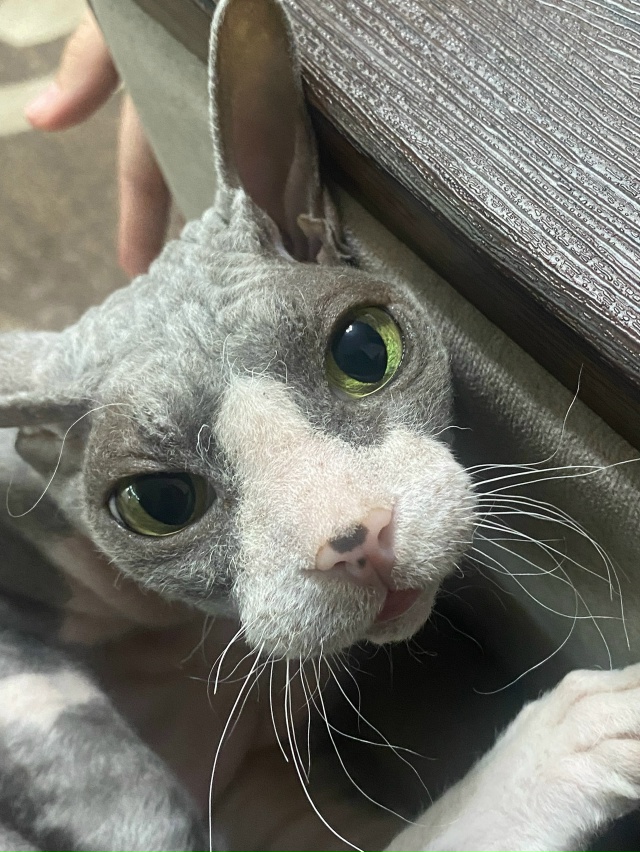 наш нежный лупоглазик❤️