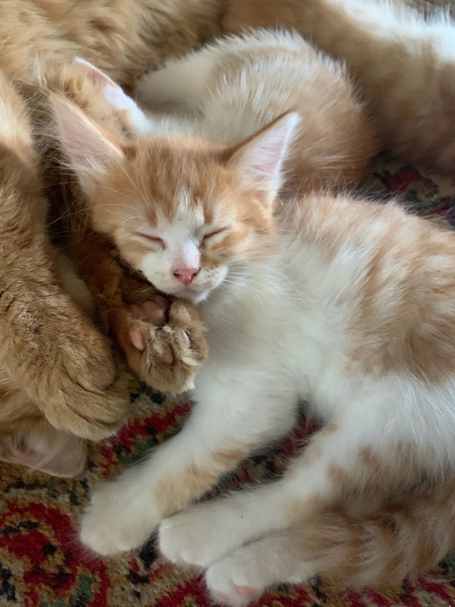 Отдадим котят, девочки 🥹
Очень умные и игривые😉