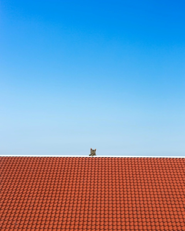 Минимализм и котики.
Ну идеально ❤