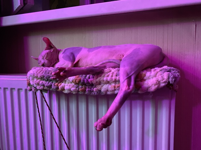 Джой, правда она не всратая, но очень милая!