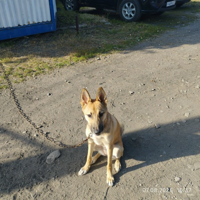 Ищем хозяина девочки. Бегала в лесу за Поляной. Вопросы...