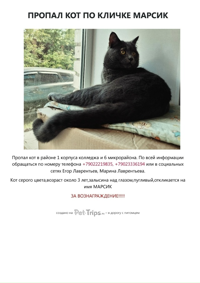 Коту требуется дорогостоящее лечение и специальный ко...