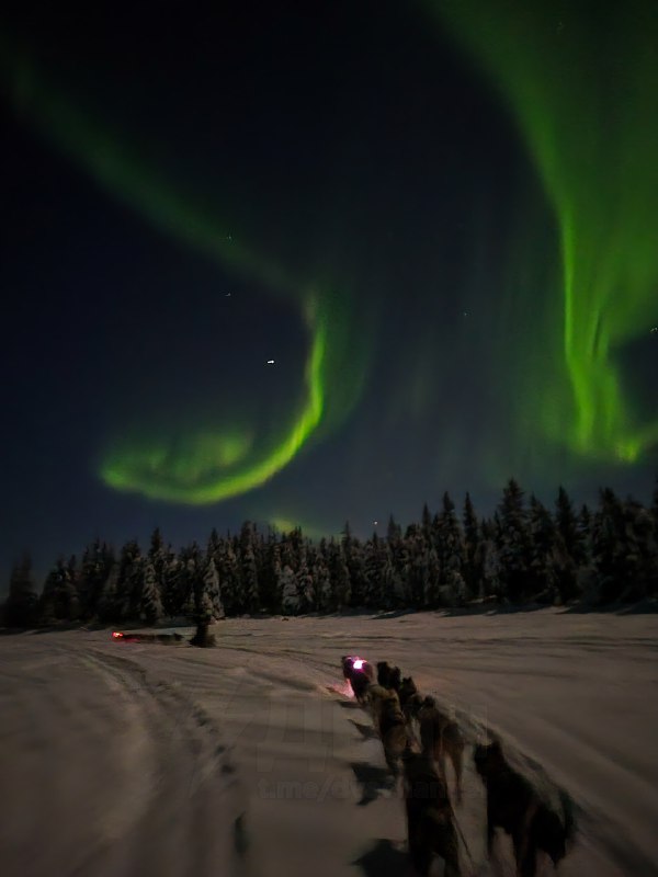 Житель Аляски снял самое красивое видео месяца — ночную поездку на собачьей упряжке под северным сия