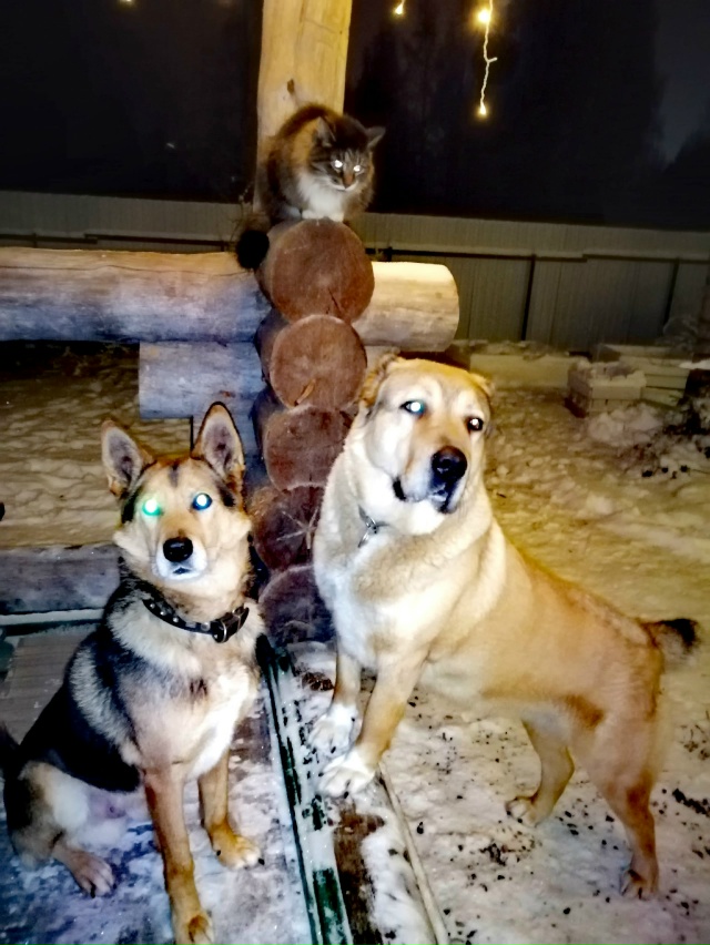 Мои любимые ребятушки!
Бесподобные котики и собачки!
?...