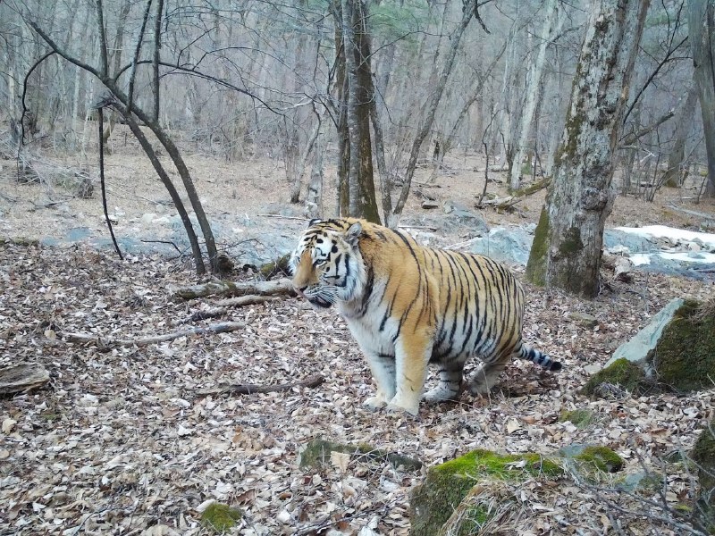 В Приморье заметили на удивление пухлого амурского тигра
Это большая редкость — обычно даже в запов