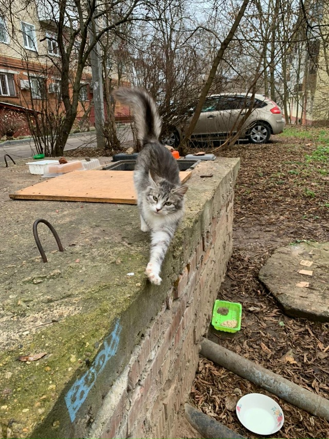 Всем привет. Пытаюсь пристроить бездомную кошечку в Мо...