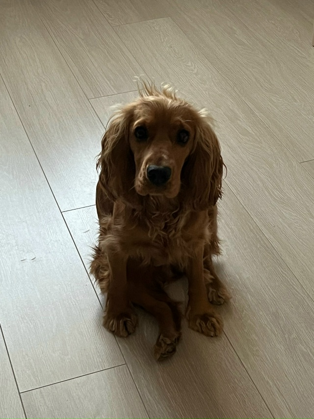 ПОТЕРЯЛАСЬ СОБАКА!!!
пожалуйста помогите найти собаку ...