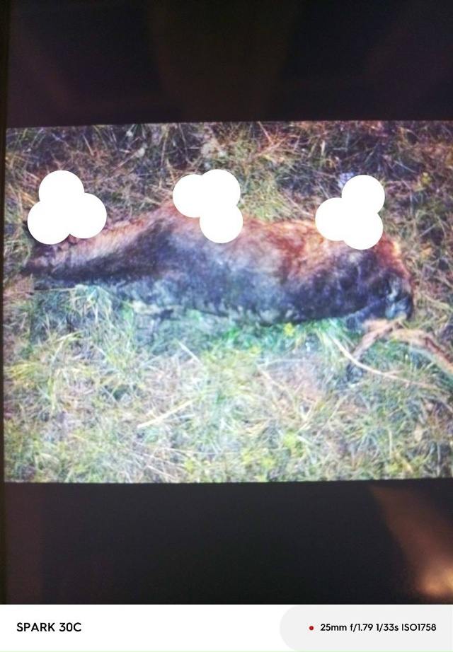 Что за ублюдки 😡 издевались над собакой. Все лапы отру...