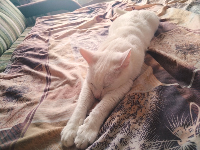 Спят усталые игрушки... Кот Симба 😴