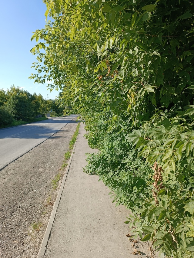 Где-то все деревья вырубили,одни пеньки остались,а в ра...