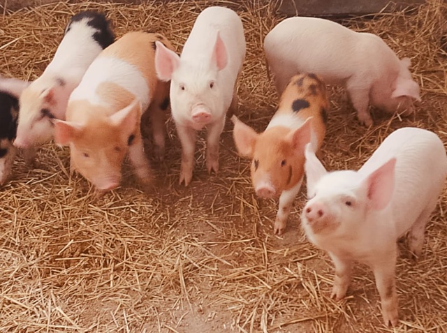 Продам поросят 89228245091