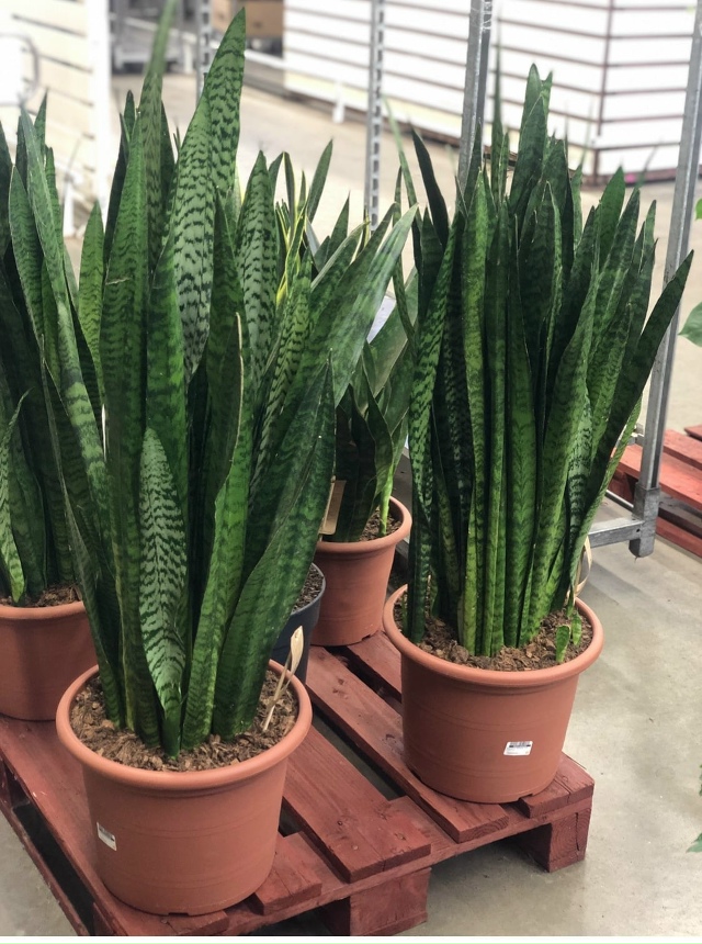 Кто отдаёт или продаёт 