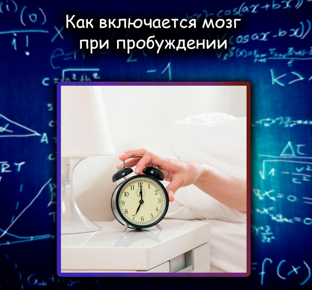 Учёные проследили, как включается мозг при пробуждени?...