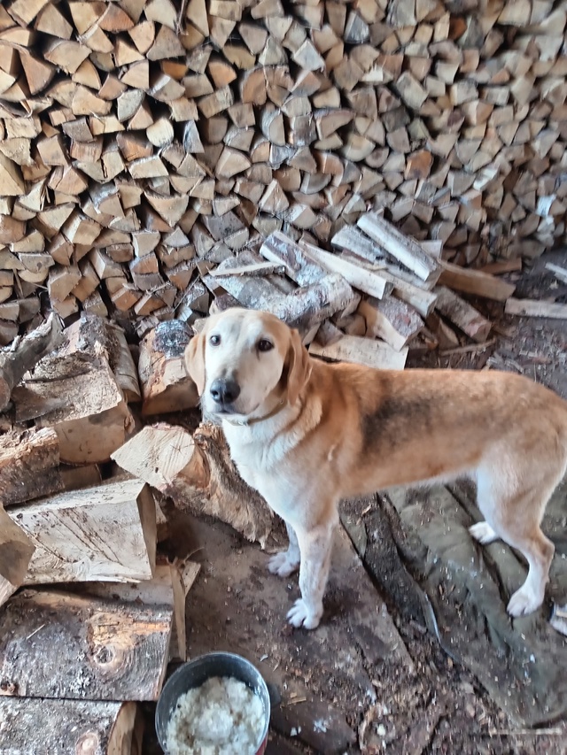 ❗🐶Потерялся кобель в р-не п. Плоскошь, собак контактн?...