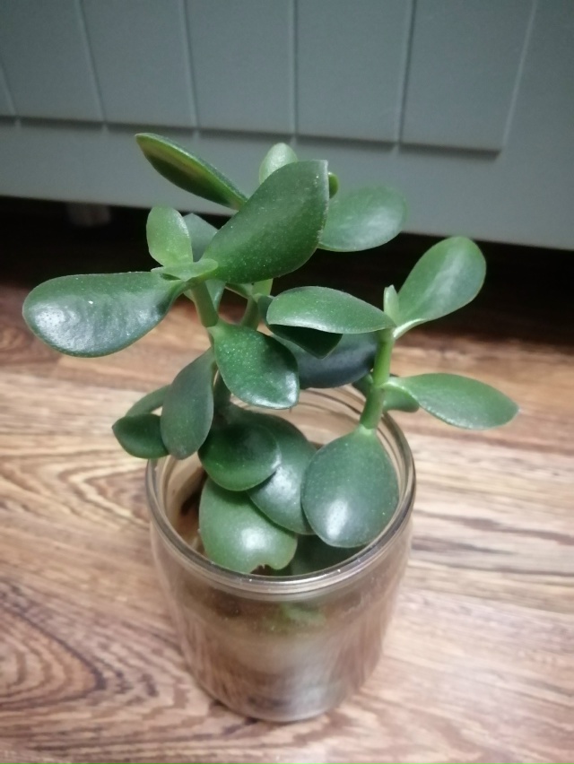 Отдаю отростки цветов в добрые руки) Неприхотливые, си?...