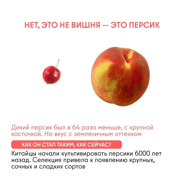 Как изменились овощи и фрукты за тысячи лет Задумывал...