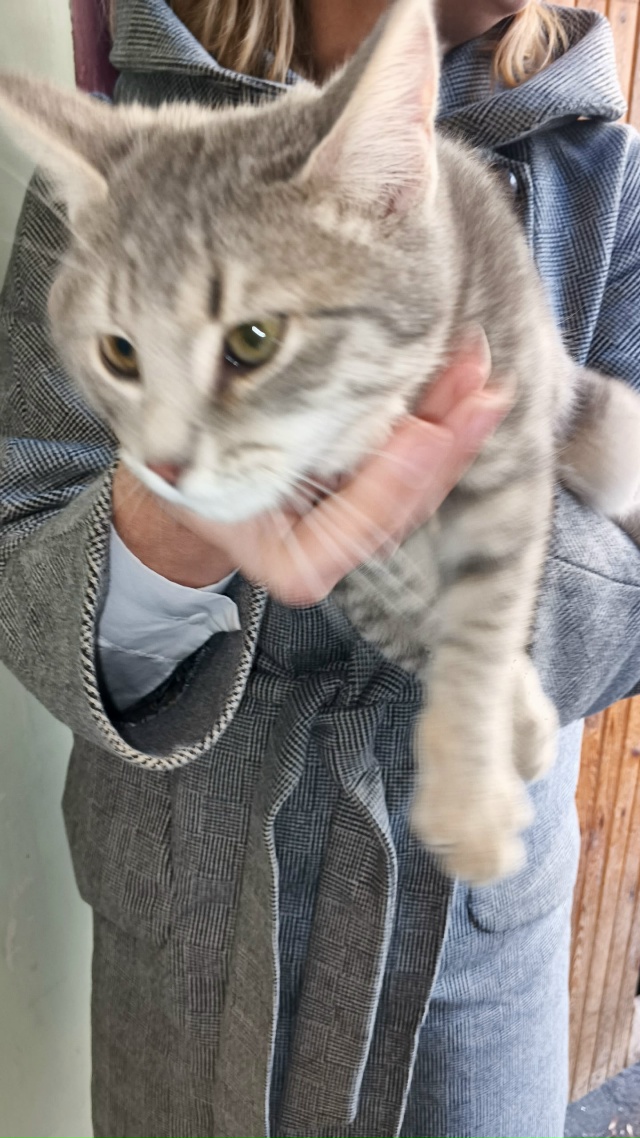 У поликлиники N1 бегает котенок, ни кто не терял? Мальчи?...