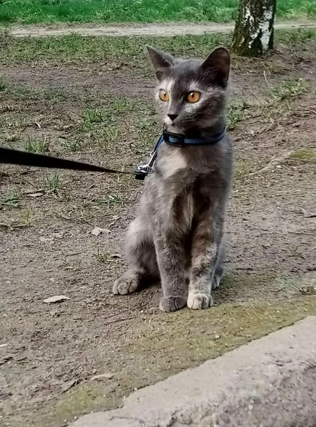 АСЯ! 🆘️
Сегодня ещё домашняя, а завтра уже станет без?...