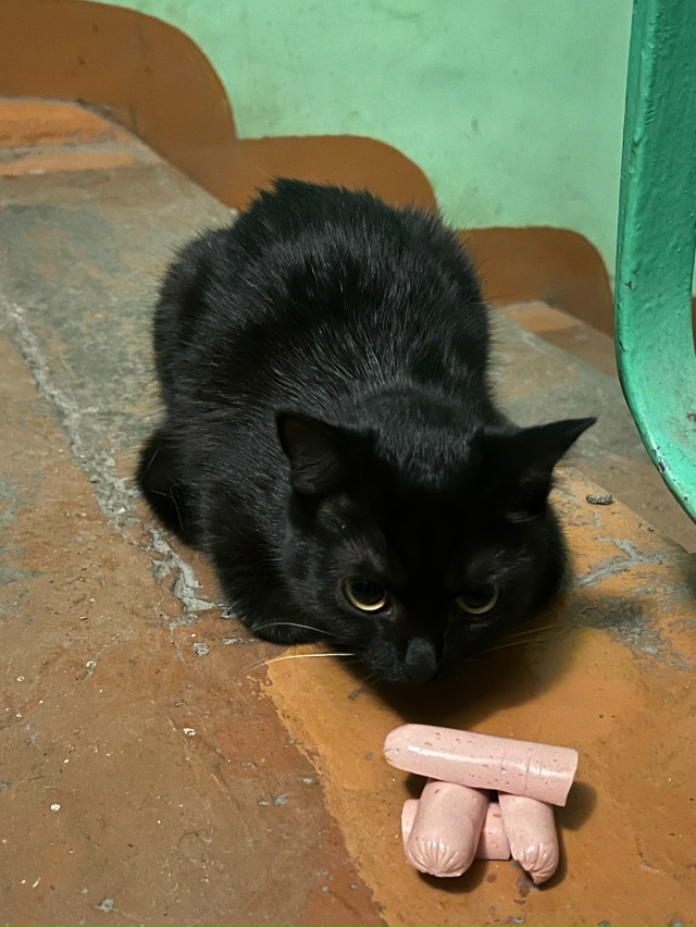 Чей потеряшка?
Сидит уже весь вечер на одном месте. Кто...