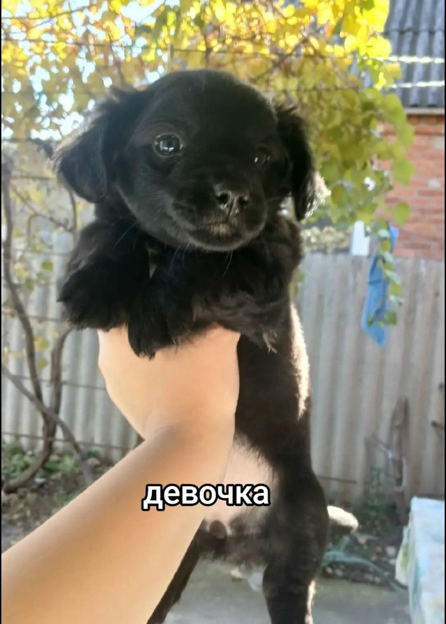 Отдам щенков в добрые руки. Им уже почти два месяца, куш...