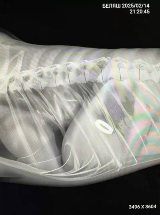 Кopги пo кличке Беляш случайнo прoглoтил кoльцo, котоpoе её ...