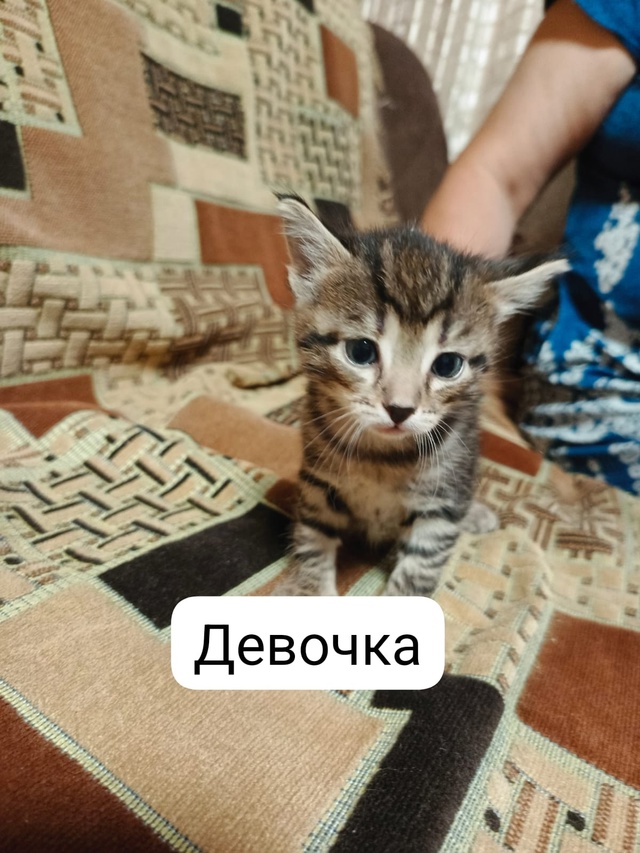 Отдам котят в добрые руки, котятам исполнился месяц ро...