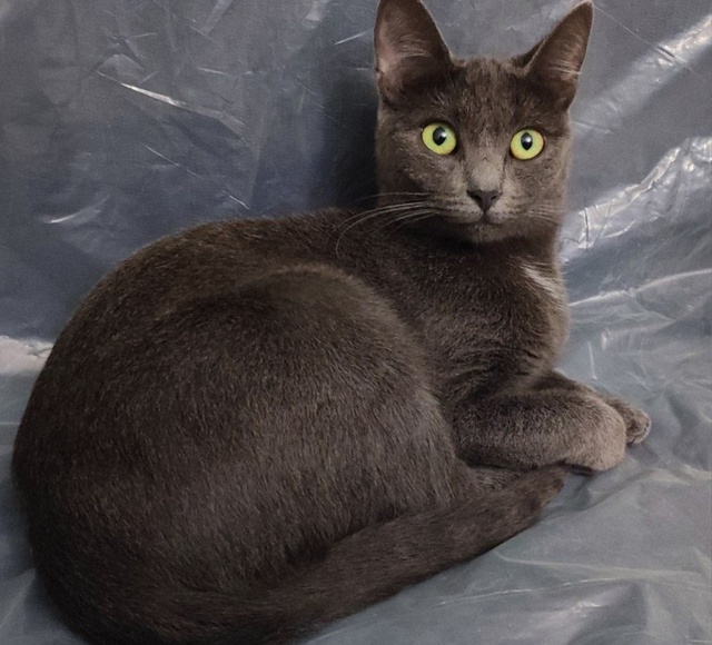 ПРОПАЛА КОШКА
Наша кошка Сэра выпрыгнула в окно и убеж...