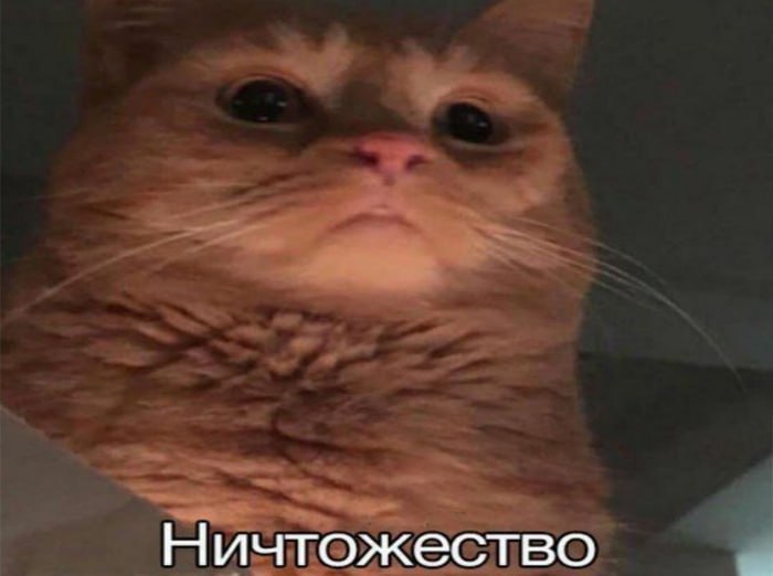 Исследование показало, что собаки ведут себя как маленькие дети, когда вам нужна помощь, а кошки про