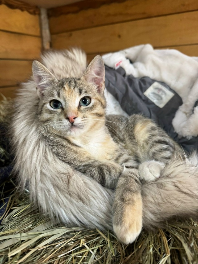 🔴🔵🟠КОТЯТА, которым нужен ДОМ🟢🟣🟡
КЛЁПА, мальчик, ...