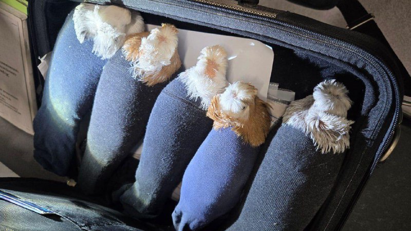 Живых голубей в носках пытались протащить через российско-латвийскую границу.
Псковские таможенники