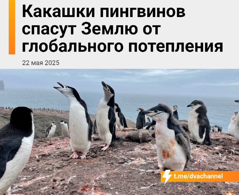 Пингвиньи какашки помогут спасти Землю от глобального потепления
Выяснилось, что помёт пингвинов вы